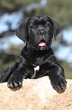 CANE CORSO 409